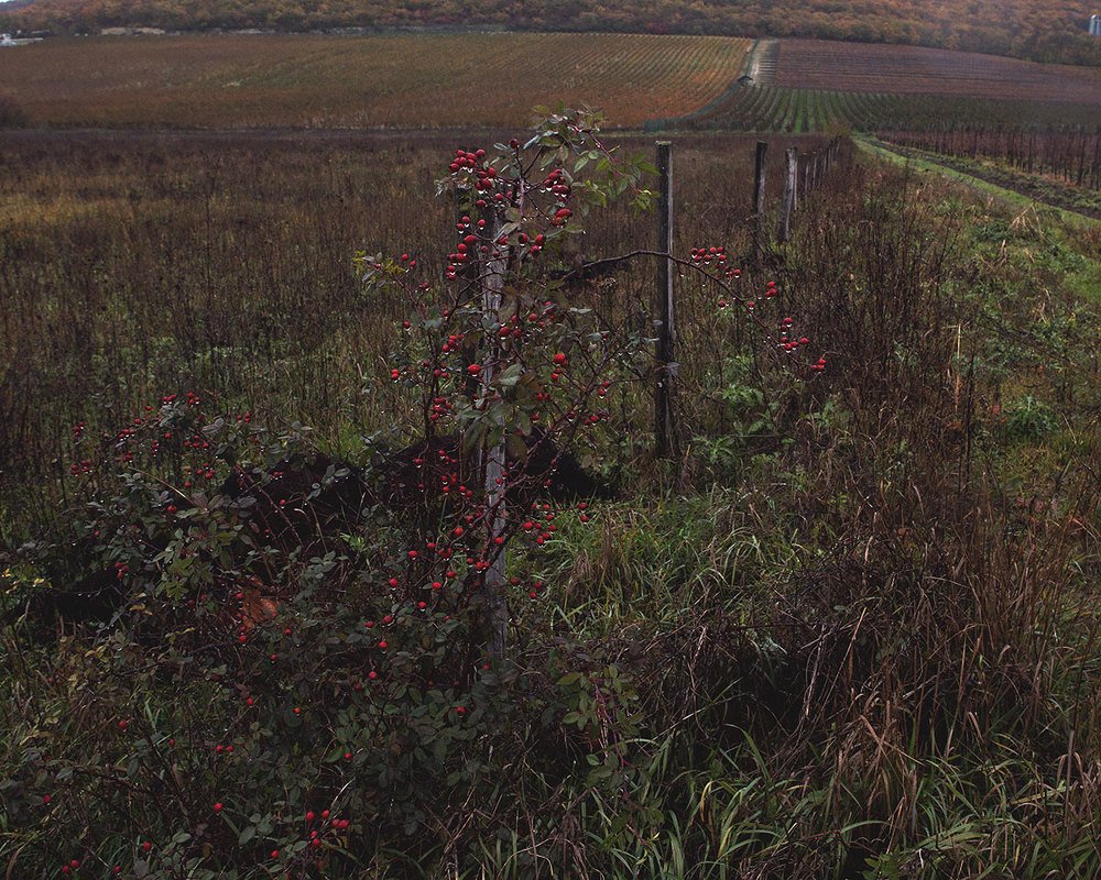 Photograph by Ольга Юсупова