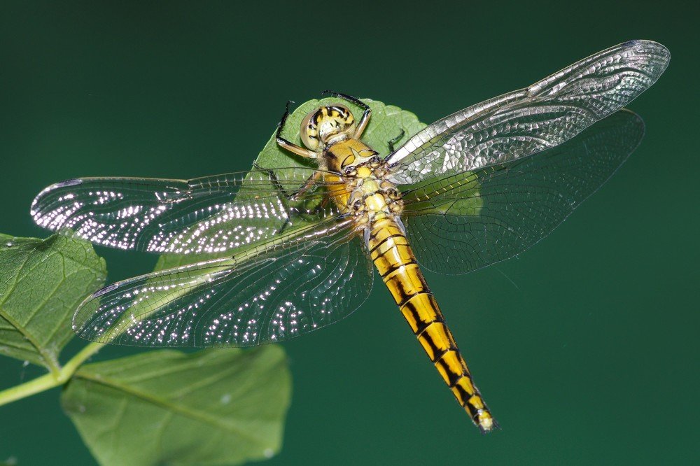 Photograph by Maurizio