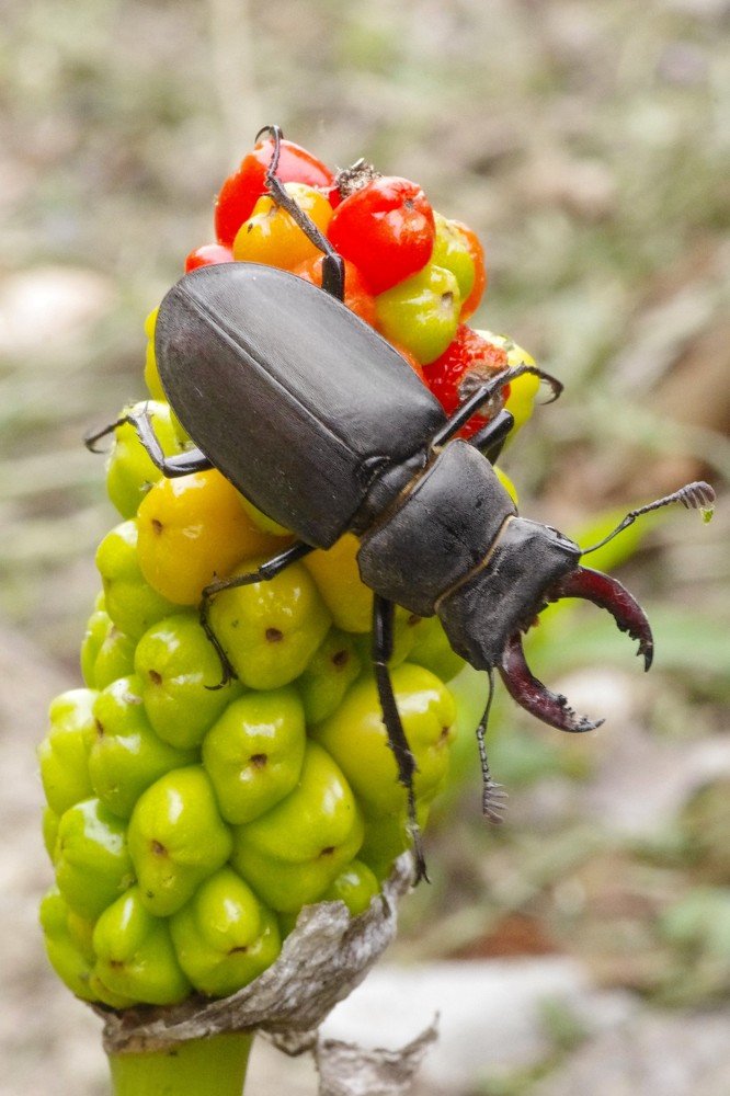 Photograph by Maurizio