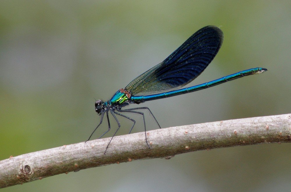 Photograph by Maurizio