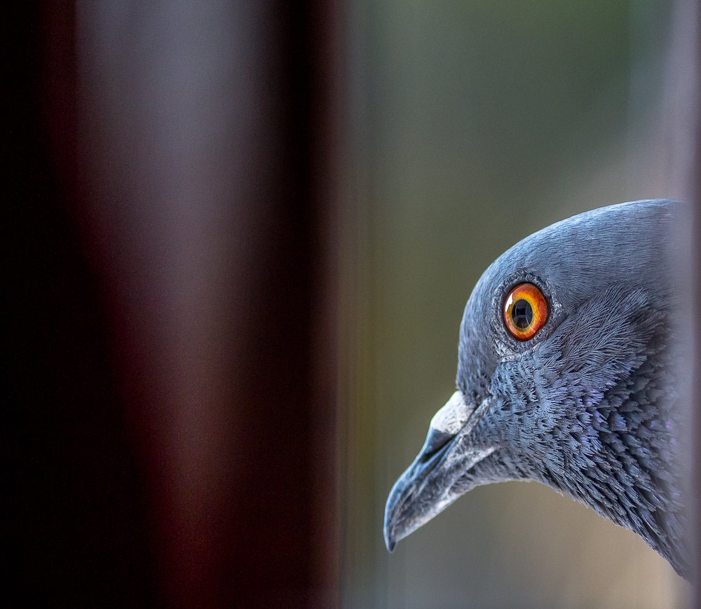 Photograph by Prasad Pavan