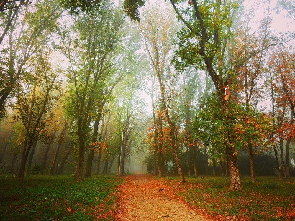 Туманное утро