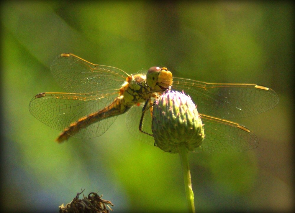 Фотография автора Алексей Новиков