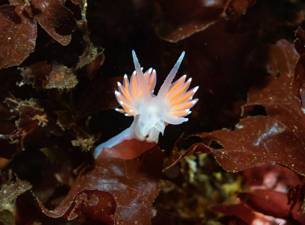 Photograph by Алексей Миролюбов