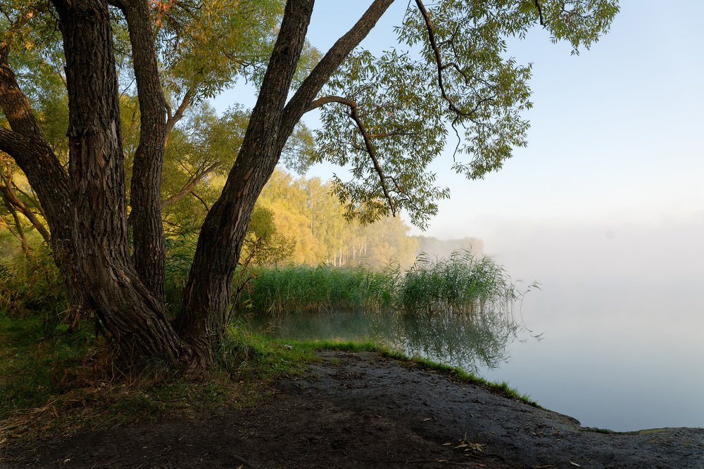 Утренний туман