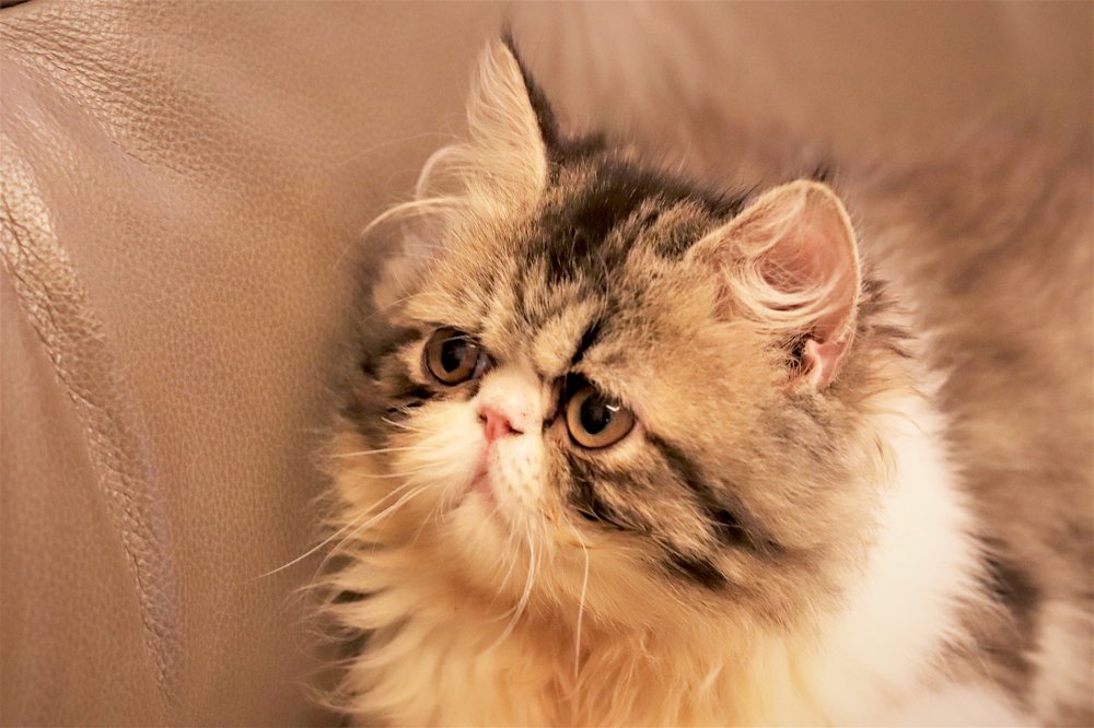 Photograph by Chia Teck Kang