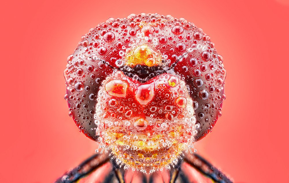 Photograph by Pedro Luis Ajuriaguerra Saiz