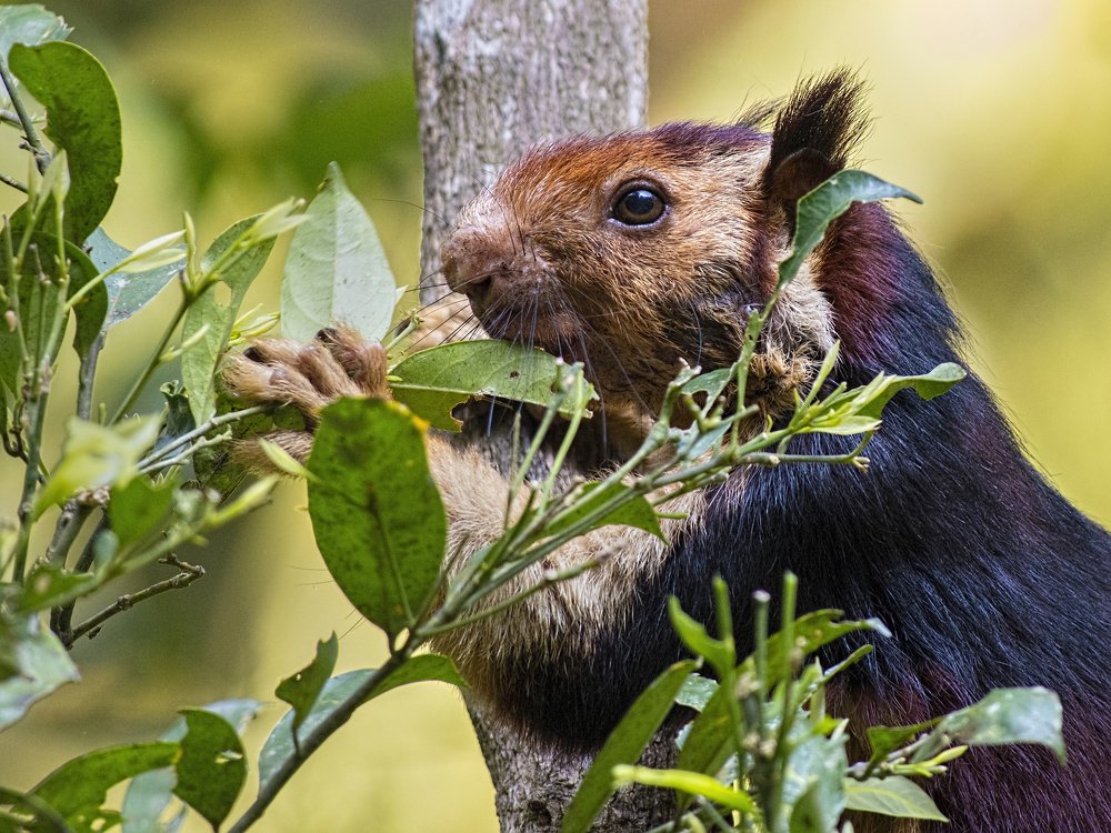 A Malabar Giant Squirrel