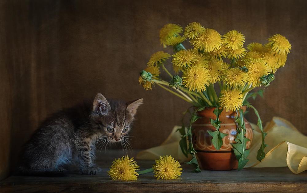 Муська и одуванчики