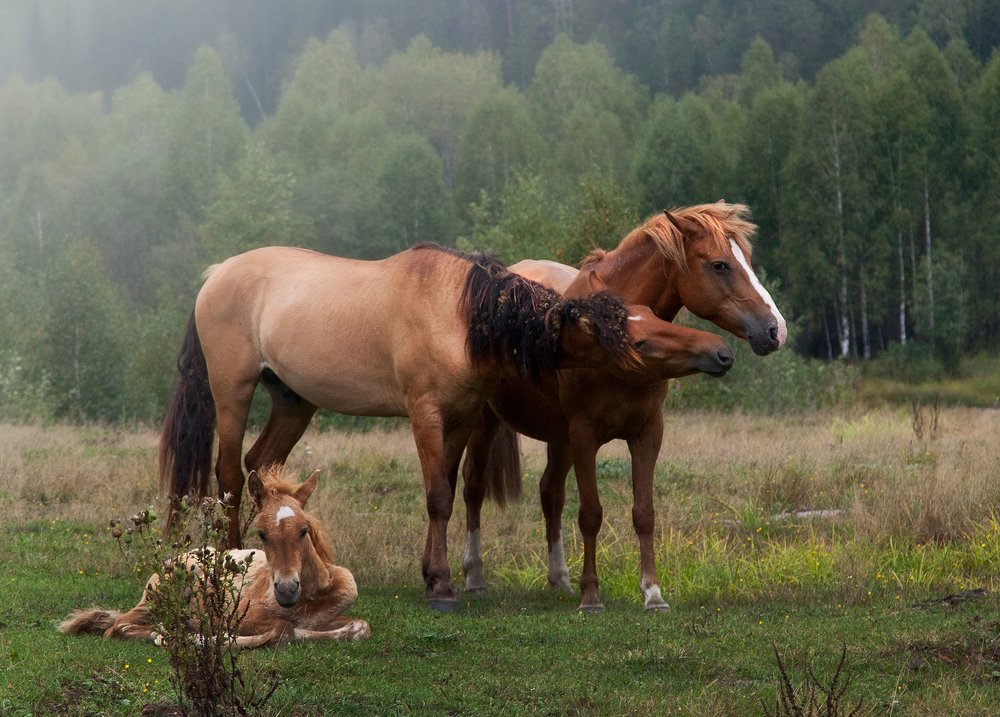 Photograph by Тамара Андреева
