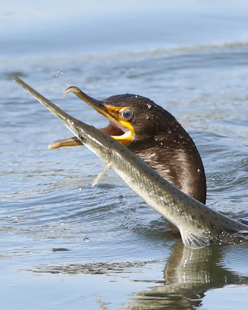 Фотография автора Mark Cavanah