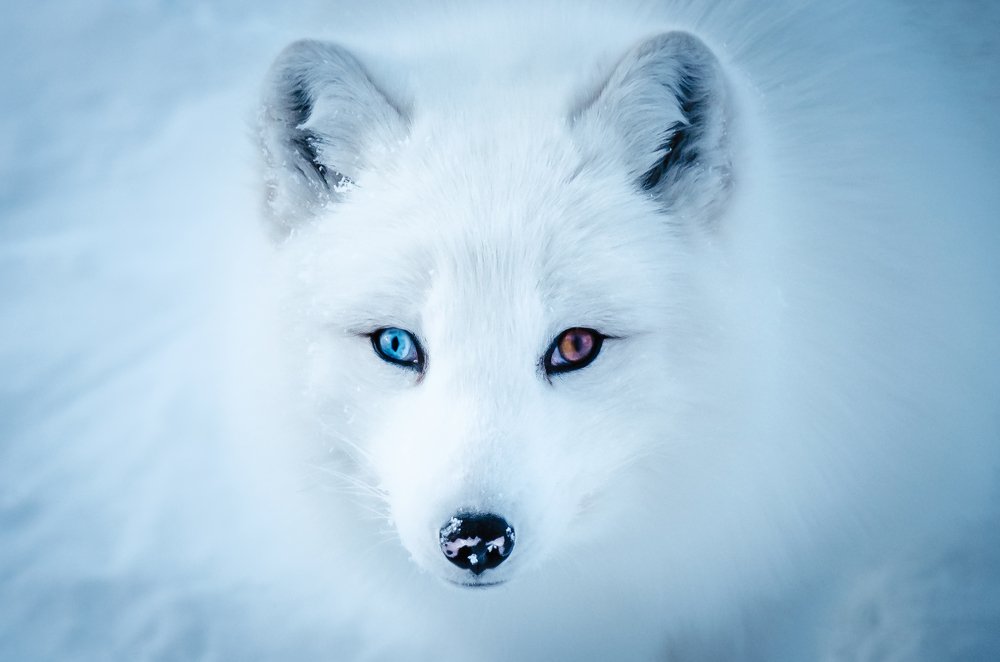 Photograph by Pietro Campagnaro