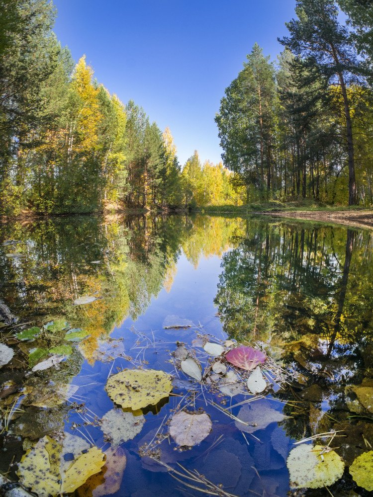 Пейзаж с листьями