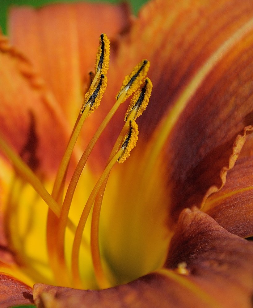 Магический оранжевый