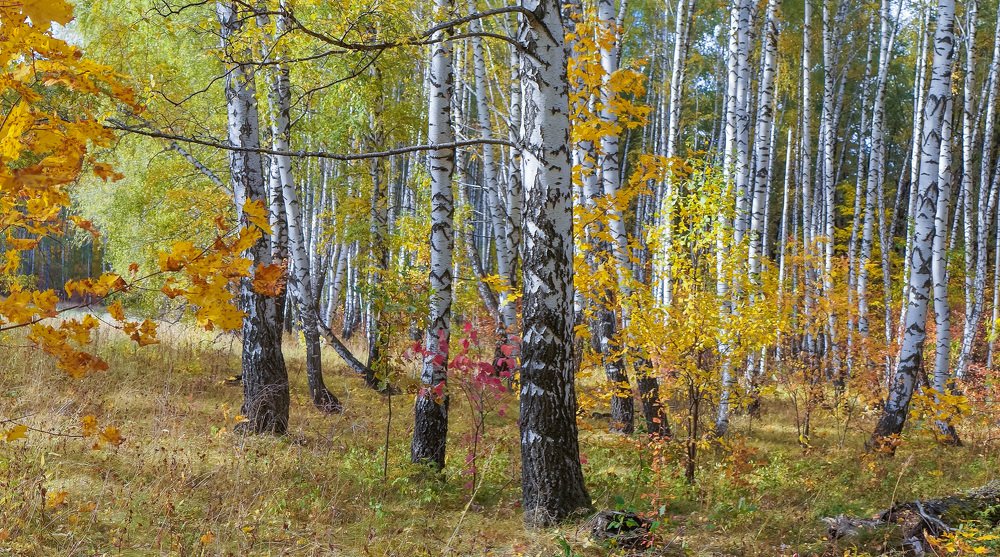 Осень в березовом лесу.