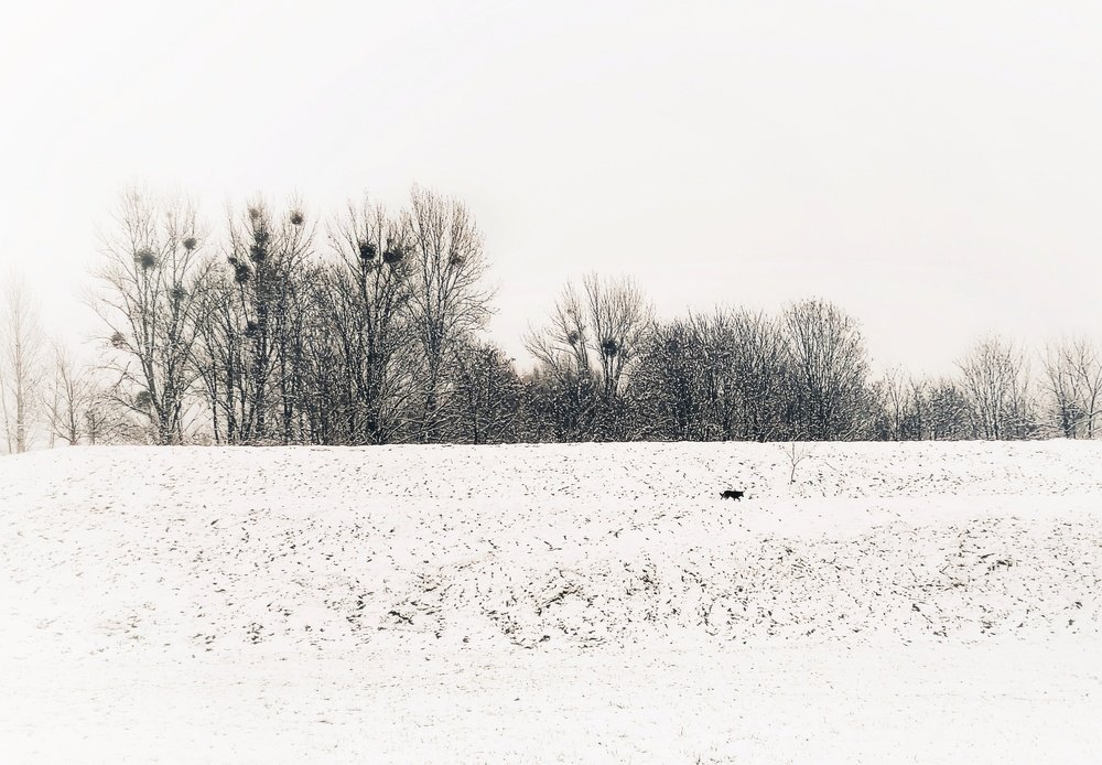Первый снег