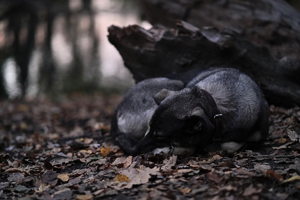 Photograph by Алина Игошева