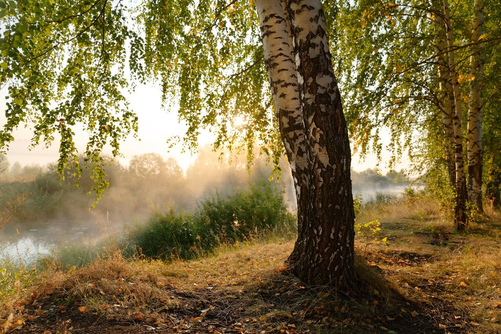 Радость жизни