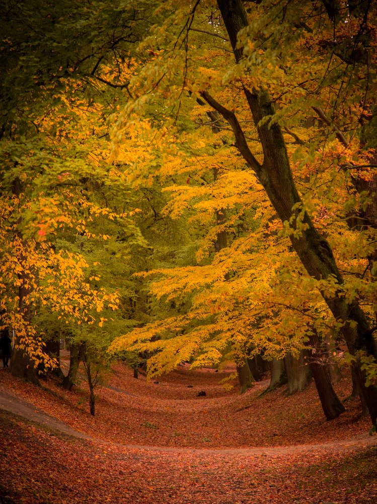 "Шервудский лес" или бывший питьевой канал.