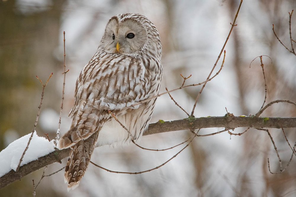 Photograph by Вячеслав Ладанов