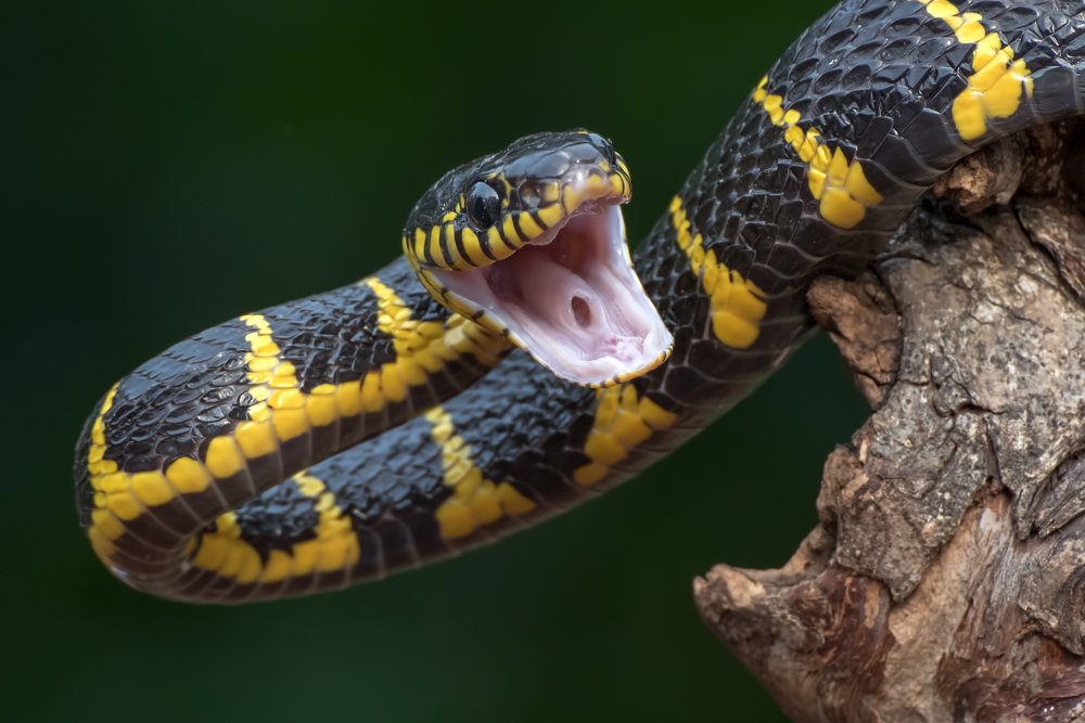 Photograph by Dikky Oesin