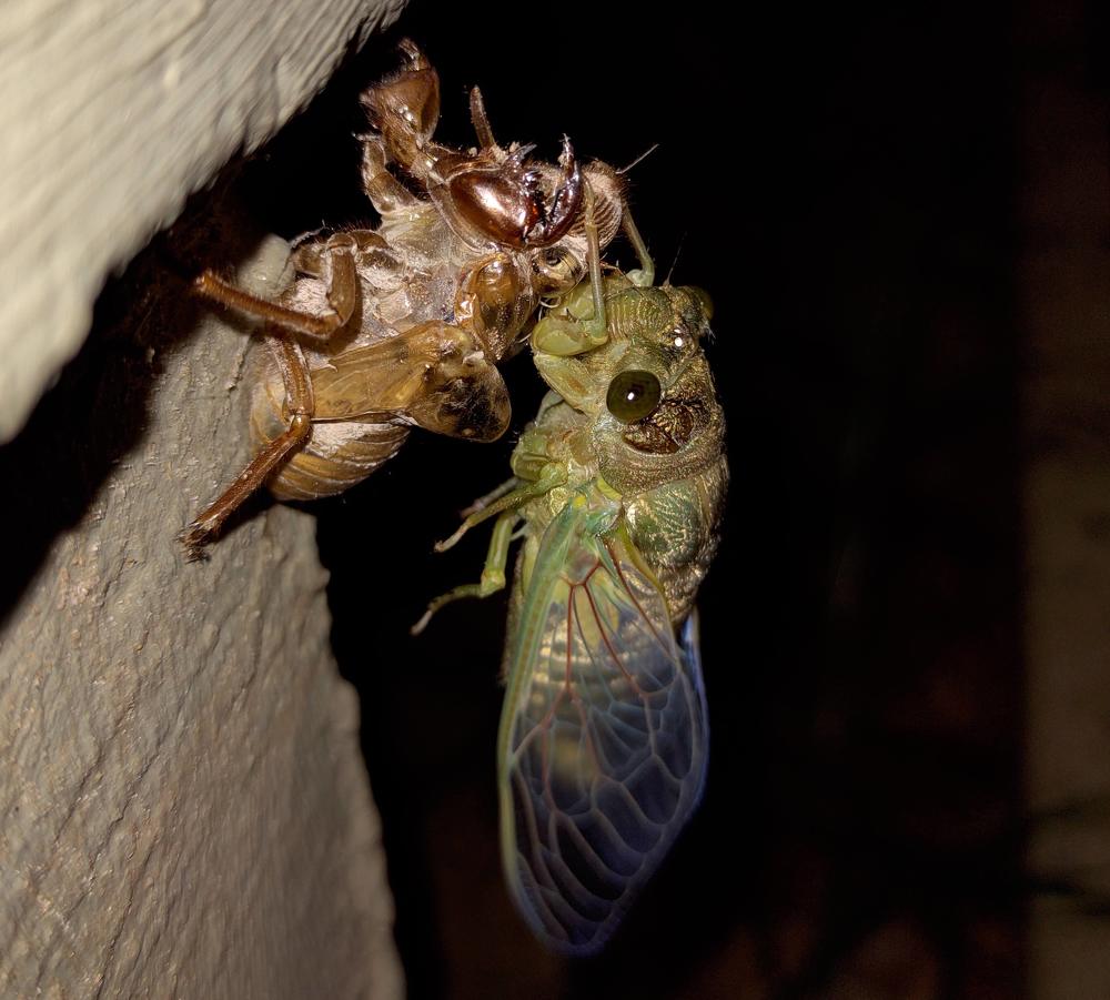 Photograph by Marcelo Nascimento