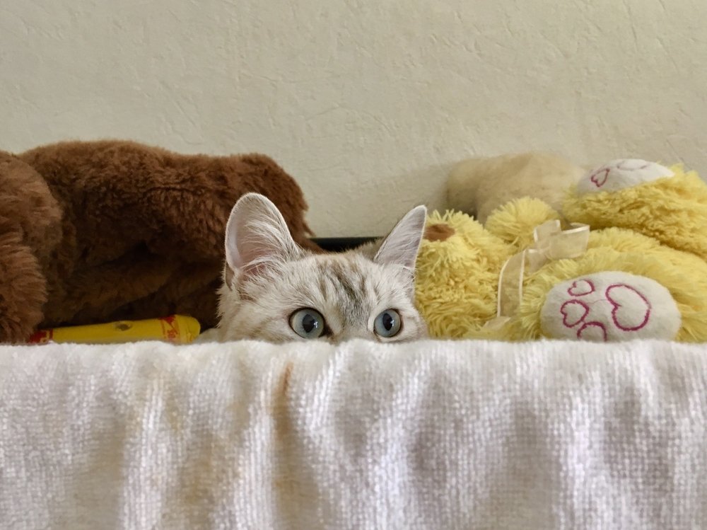 Photograph by Елена Ким