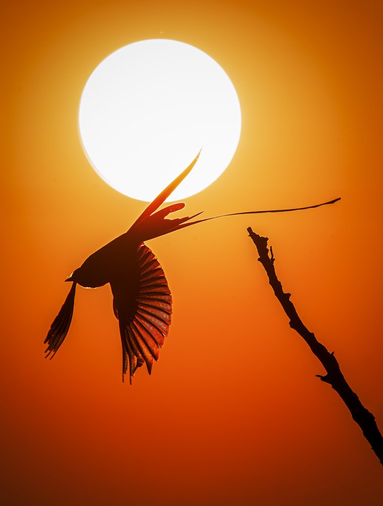 Photograph by André Inidio