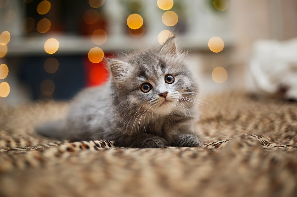 Photograph by Ирина Подать