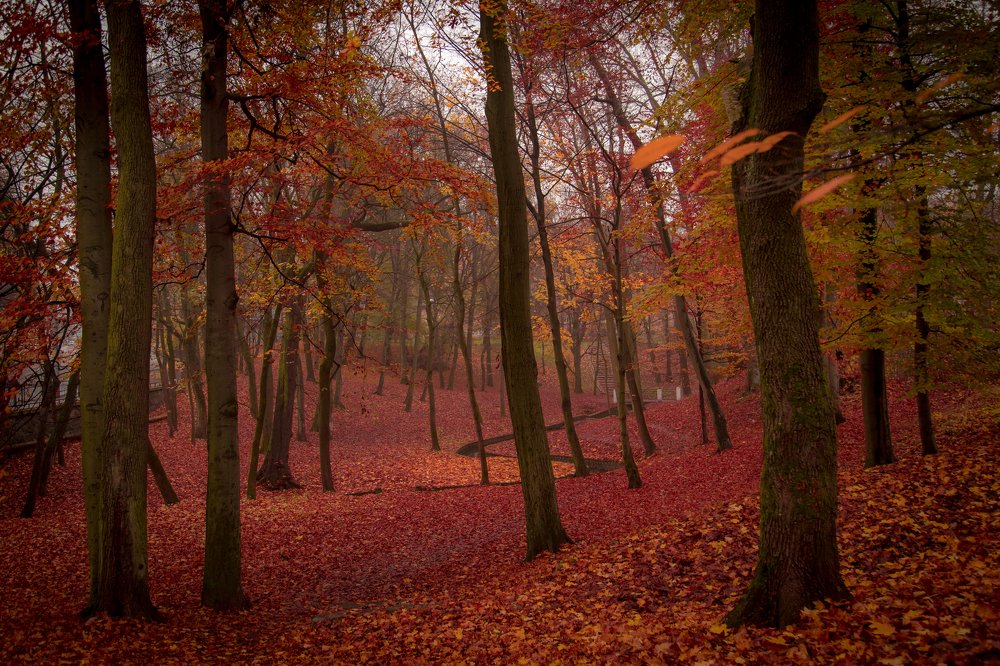 Поздняя осень в Центральном парке