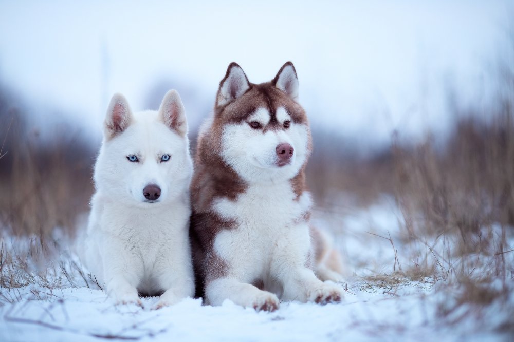 Photograph by Татьяна Некрылова