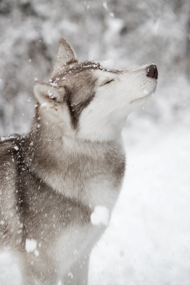 Photograph by Татьяна Некрылова
