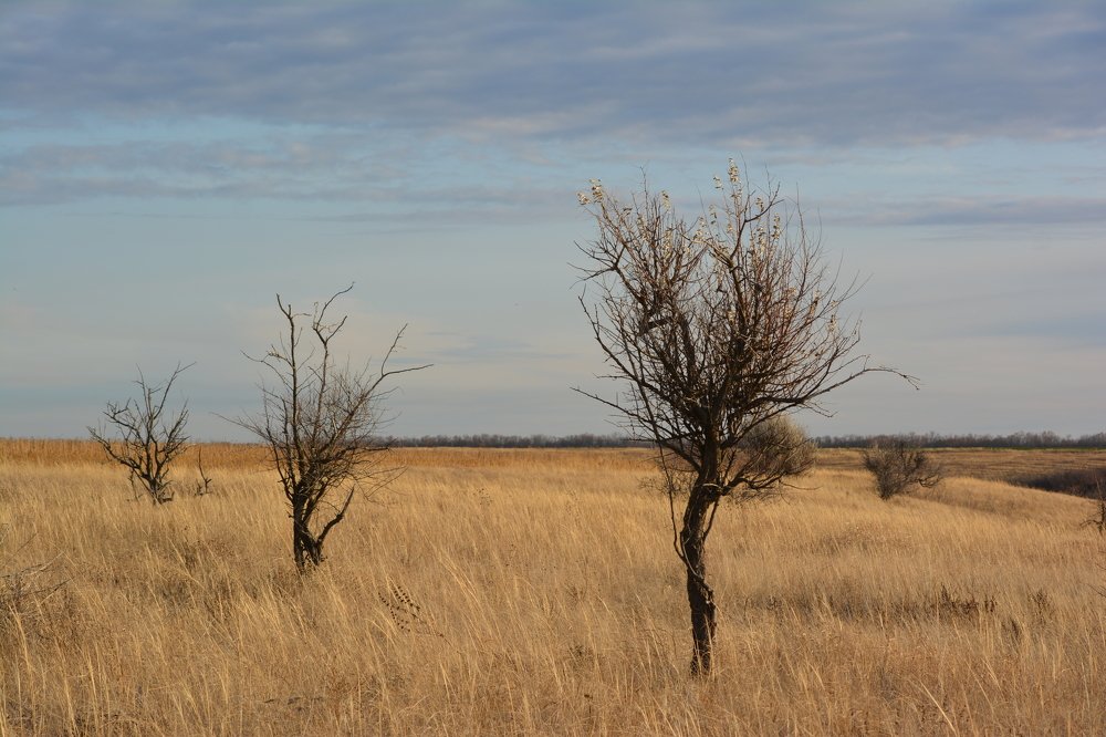 Photograph by Максим Покидышев