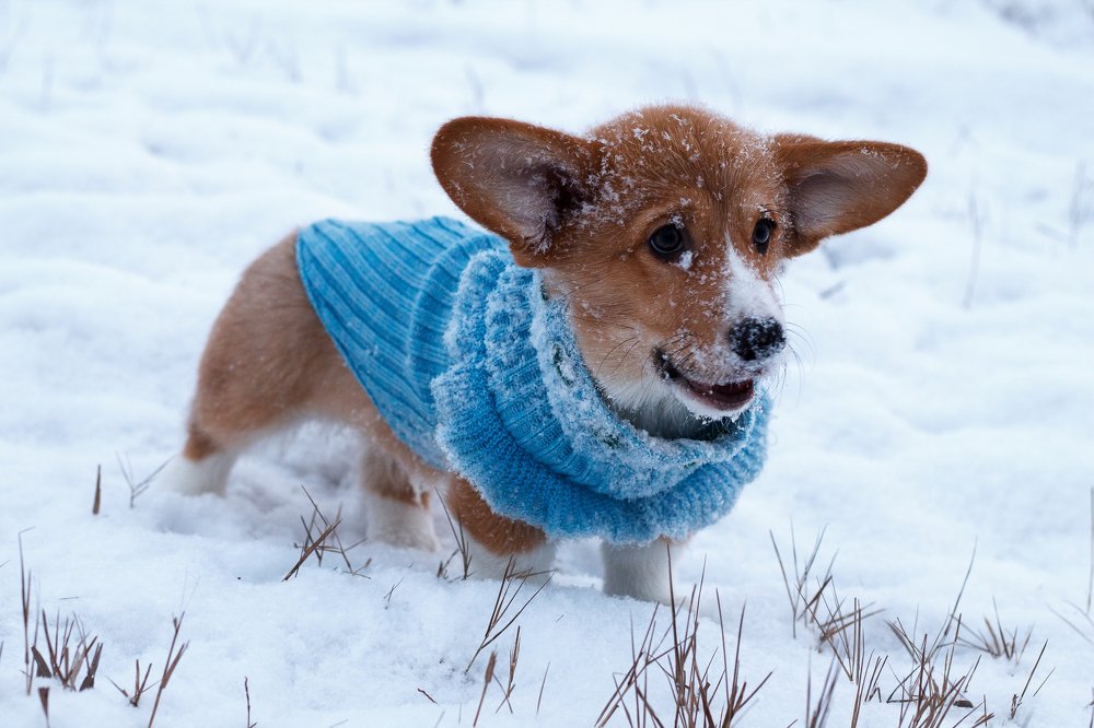 Коржик покоряет сибирские морозы
