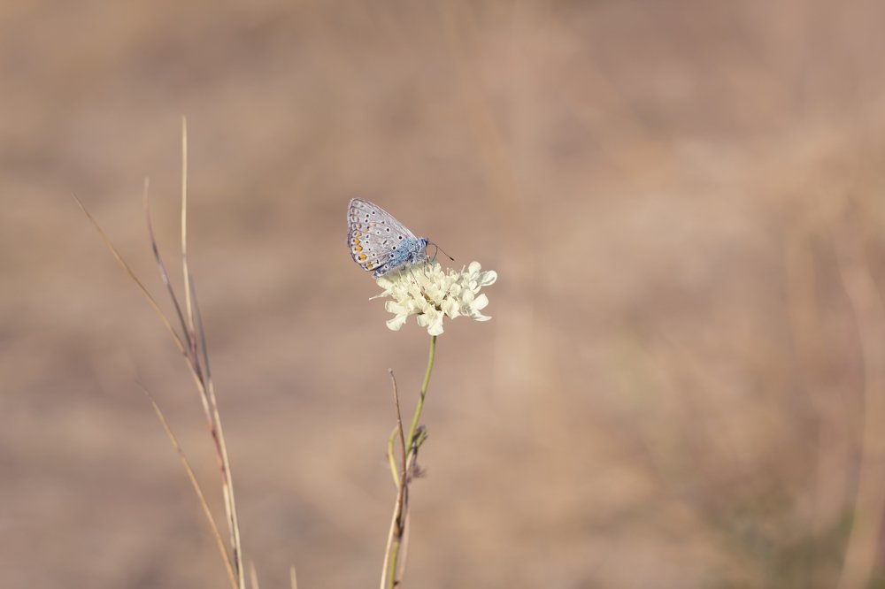 Photograph by Елена Носова