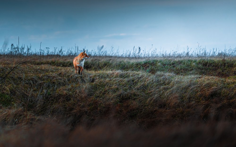Фотография автора Pavel Reshetov