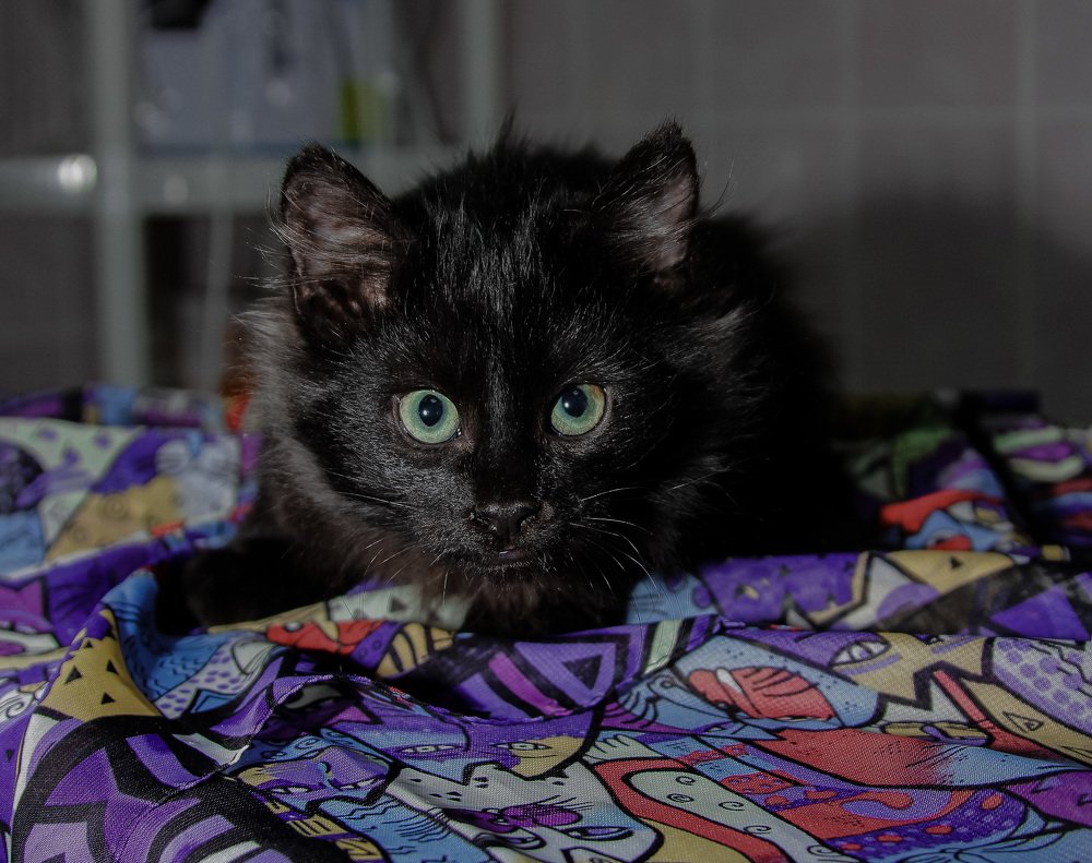 Говорят: не повезет, если черный кот дорогу перейдет