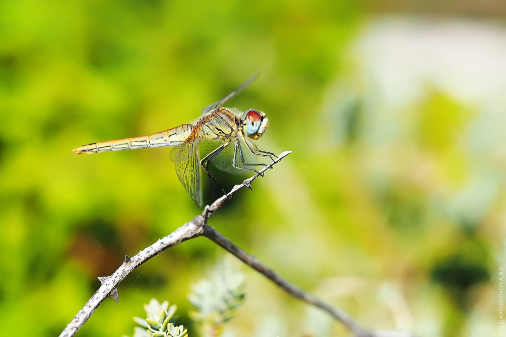 Photograph by Ольга Воронова
