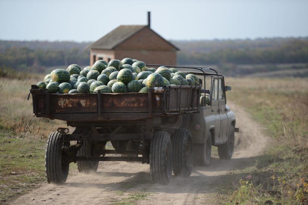 Сбор урожая