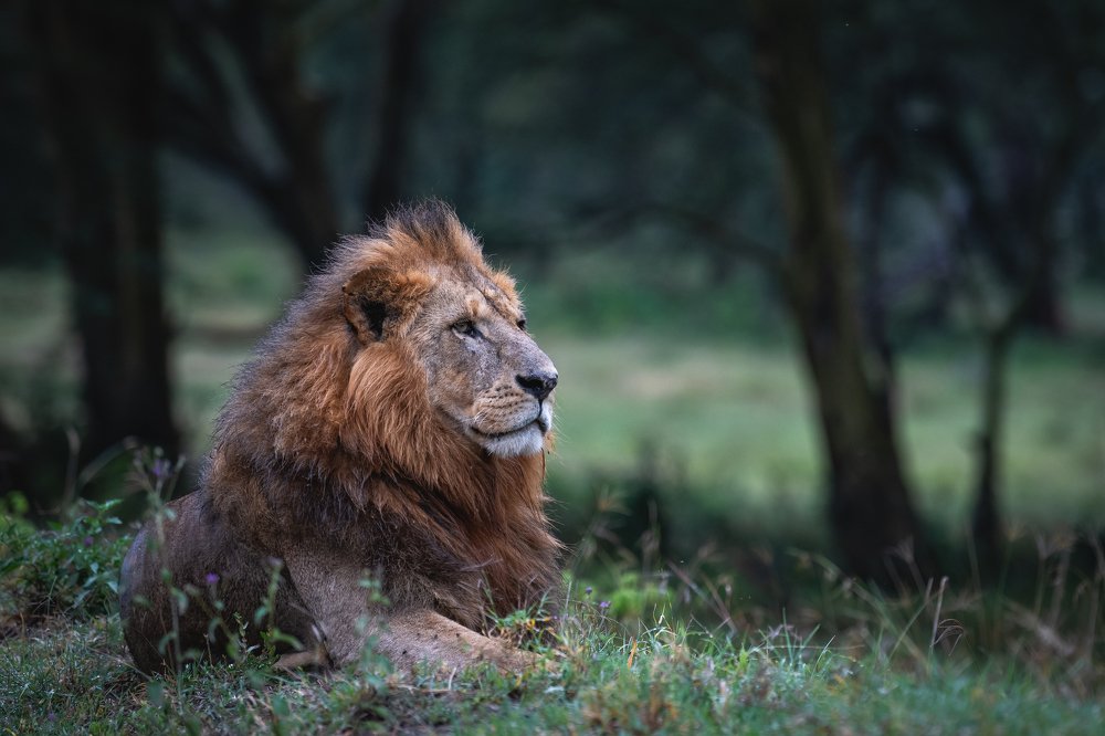 Наблюдатель/The watcher