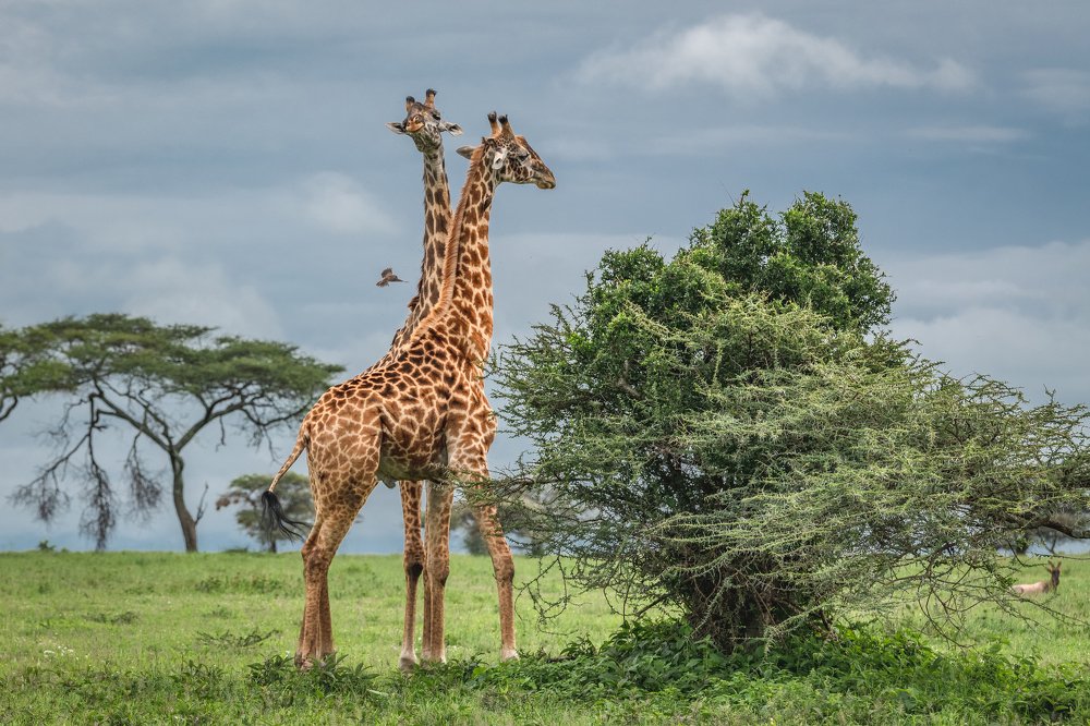 Грациозный поединок/A graceful duel