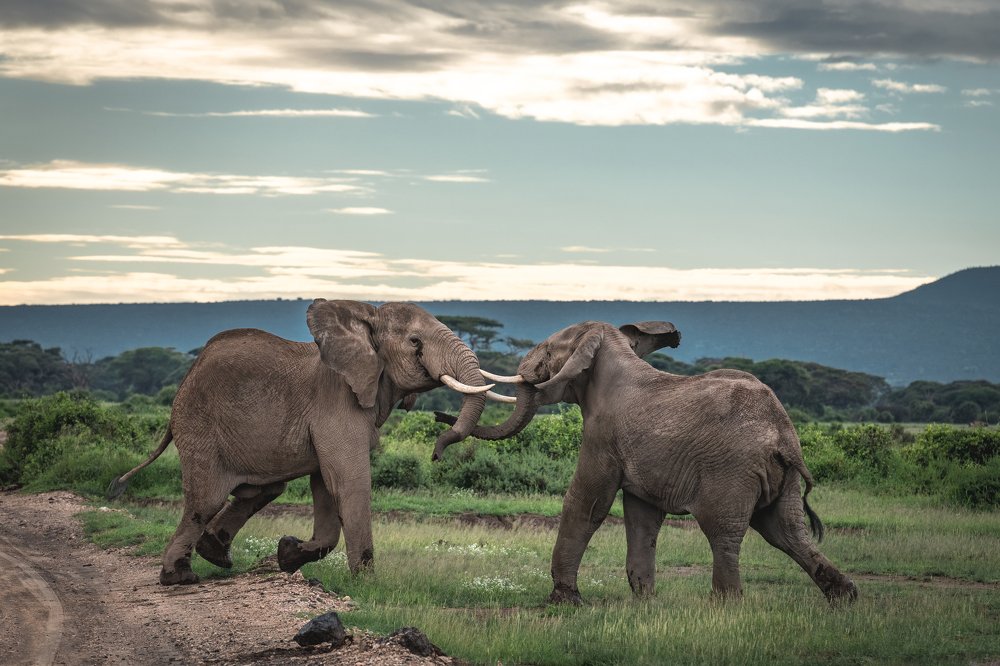 Достойные соперники/Worthy rivals