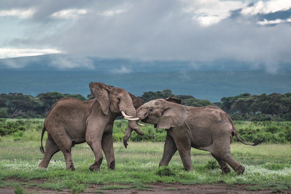 Битва титанов/Battle of the titans