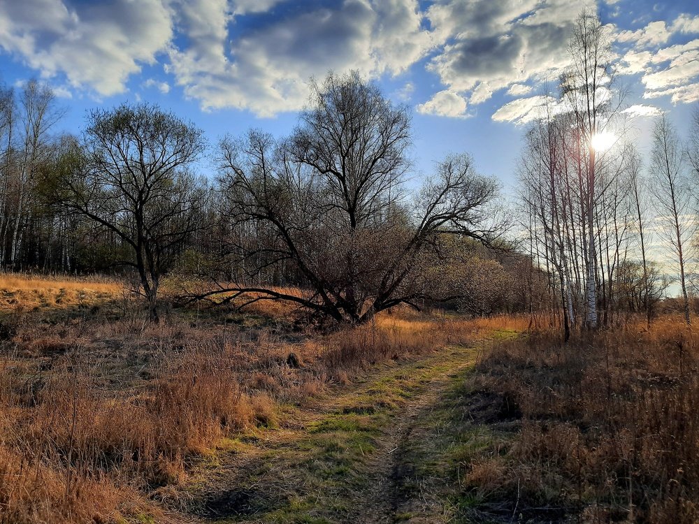 "Мягкий пейзаж в теплых лучах"