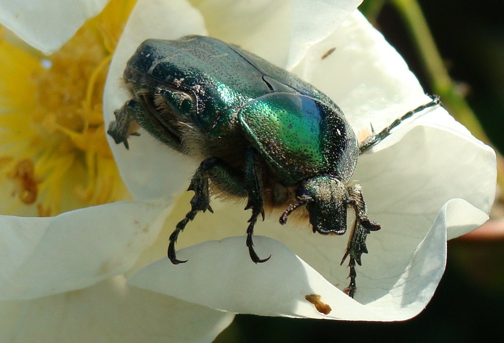 Фотография автора Николай Худяков