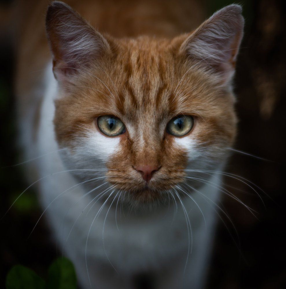 Photograph by Даркина Дарья