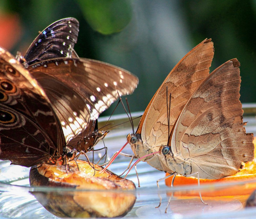 Photograph by Сергей Шишмарин