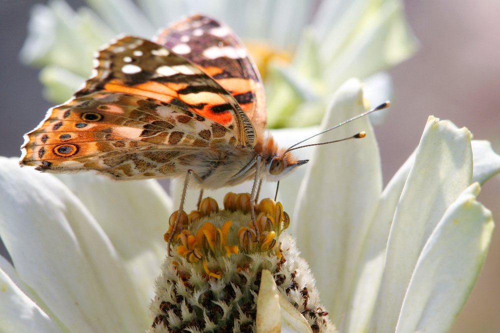 Photograph by Сергей Шишмарин