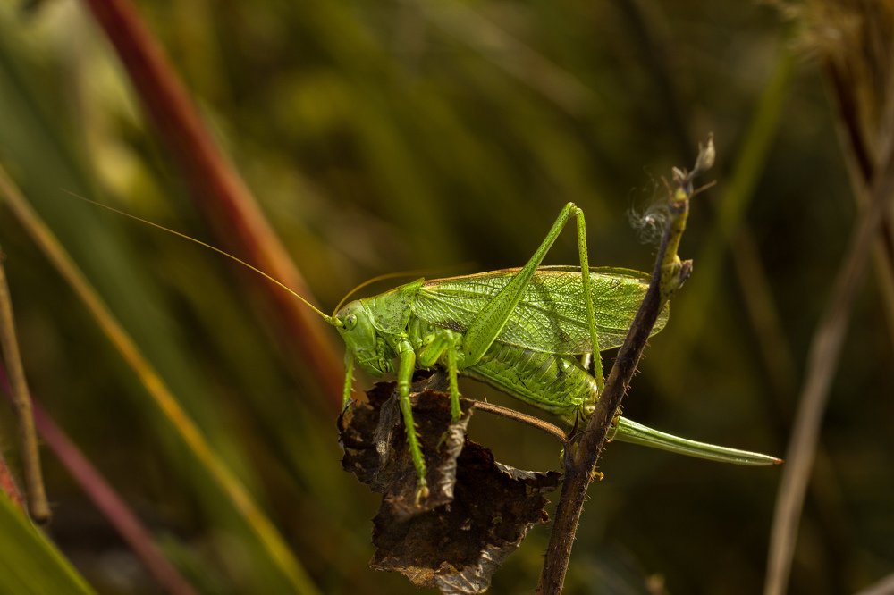 Photograph by Natalia Megelbey