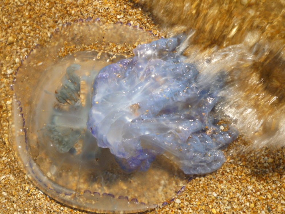 Photograph by Мила